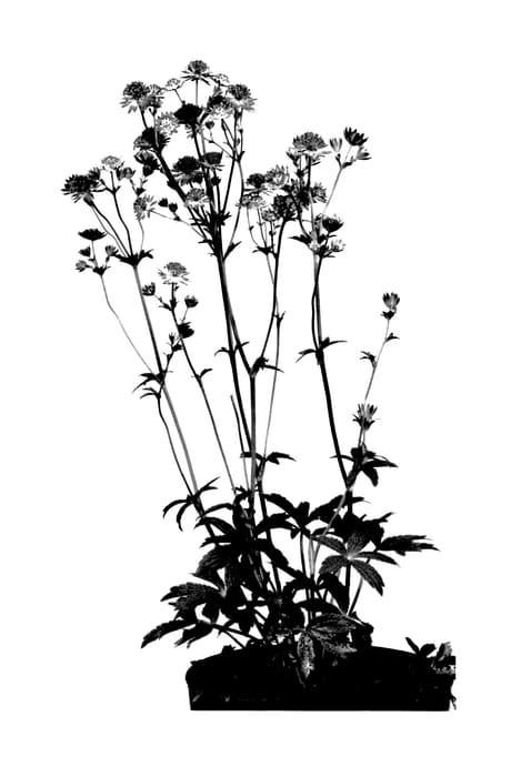 Figure 1 of US plant patent PP27917, the photograph of Capri printed in the patent.