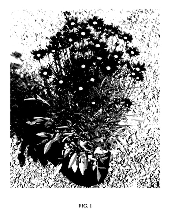Figure 1 of US plant patent PP27918, the photograph of Red Elf printed in the patent.