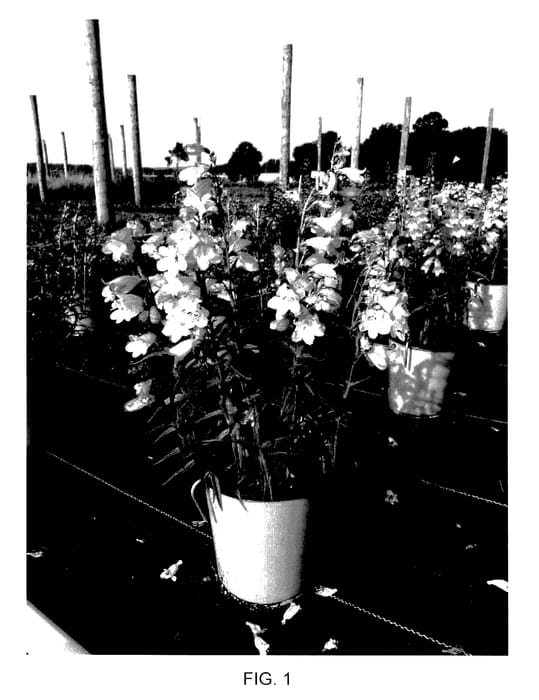 Figure 1 of US plant patent PP27919, the photograph of Novapenros printed in the patent.