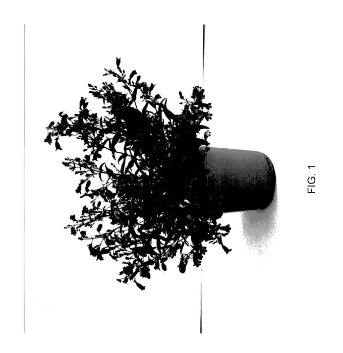 Figure 1 of US plant patent PP27920, the photograph of Novapenbel printed in the patent.