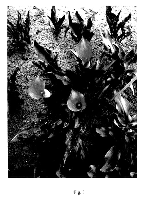 Figure 1 of US plant patent PP27921, the photograph of Orania printed in the patent.