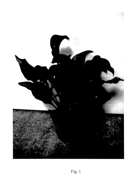 Figure 1 of US plant patent PP27922, the photograph of Las Vegas printed in the patent.
