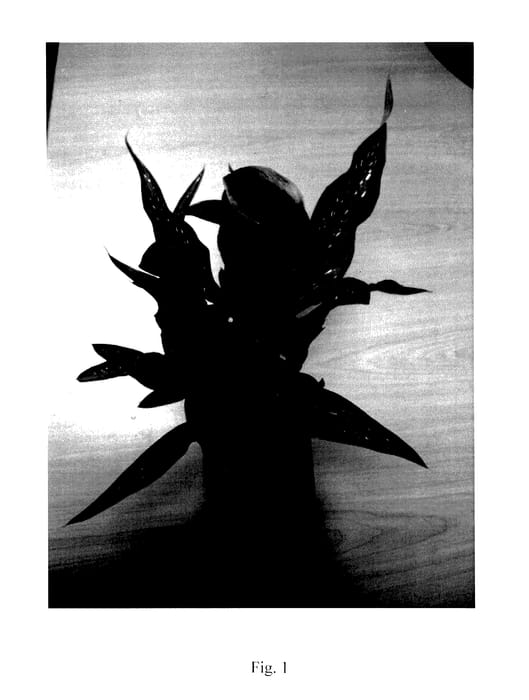 Figure 1 of US plant patent PP27923, the photograph of Accent printed in the patent.