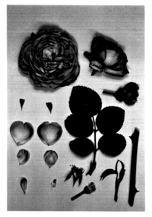 Figure 1 of US plant patent PP27924, the photograph of KORmahensi printed in the patent.