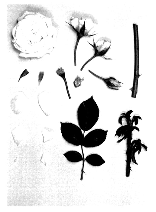 Figure 1 of US plant patent PP27925, the photograph of KORjoslio printed in the patent.