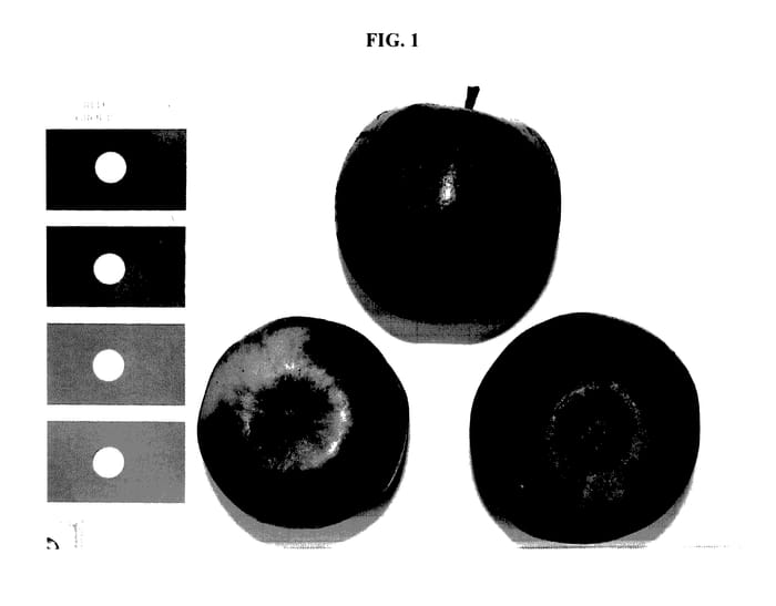 Figure 1 of US plant patent PP27926, the photograph of KIZURI printed in the patent.
