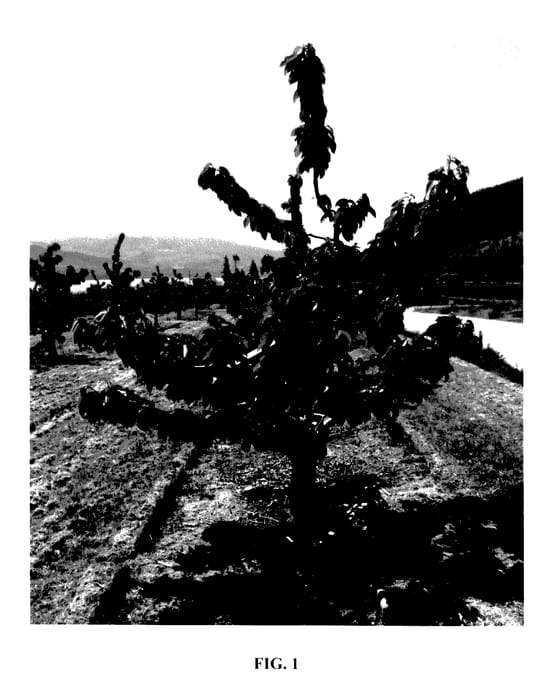 Figure 1 of US plant patent PP27927, the photograph of SPC243 printed in the patent.