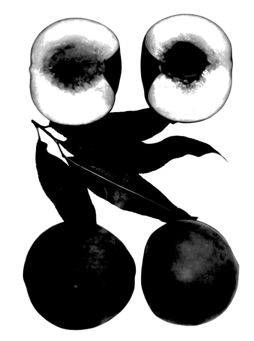 Figure 1 of US plant patent PP27928, the photograph of Zee Rich printed in the patent.