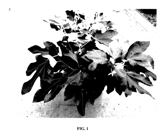 Figure 1 of US plant patent PP27929, the photograph of Little Miss Figgy printed in the patent.