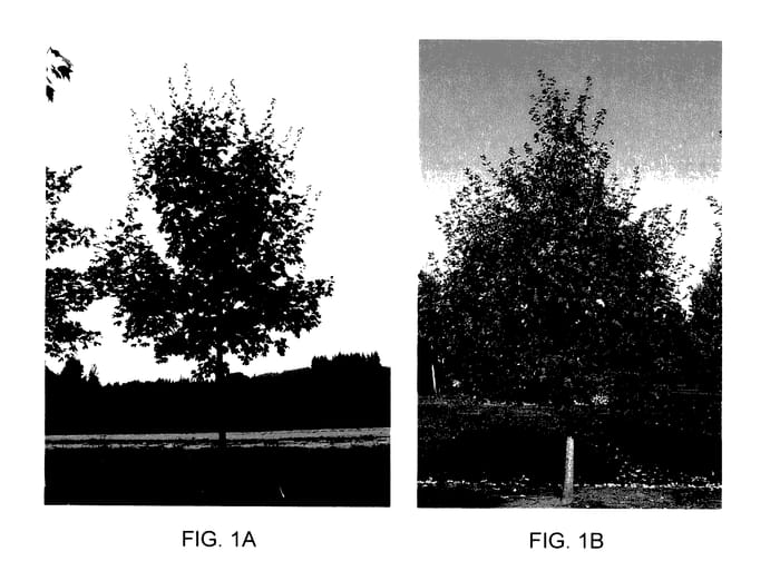 Figure 1 of US plant patent PP27930, the photograph of JFS-NuMex 3 printed in the patent.
