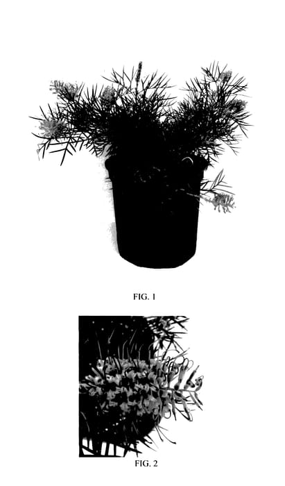 Figure 1 of US plant patent PP27931, the photograph of Kings Rainbow printed in the patent.