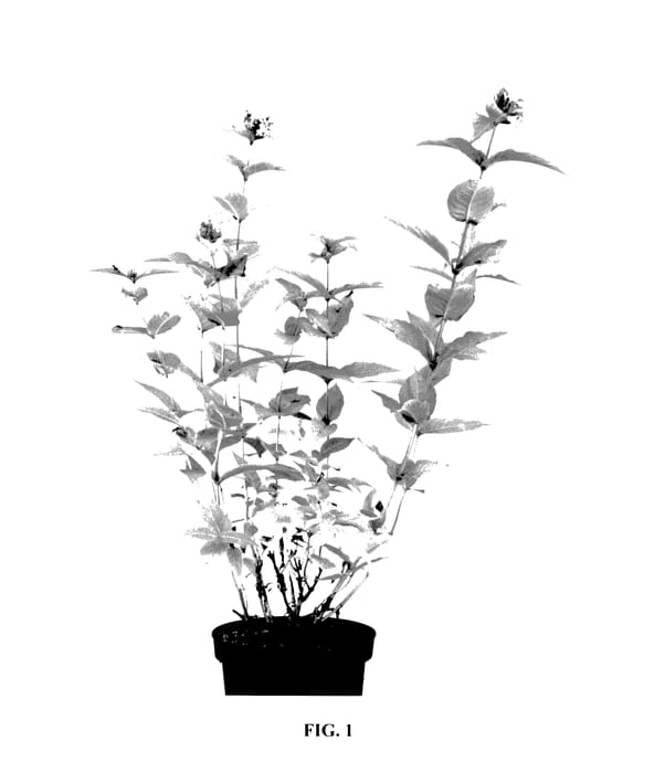 Figure 1 of US plant patent PP27932, the photograph of Diwibru01 printed in the patent.