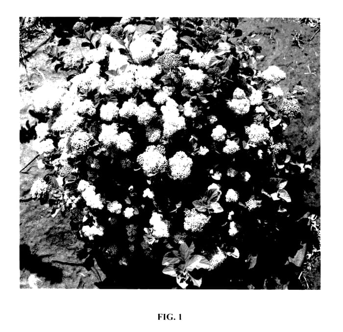 Figure 1 of US plant patent PP27933, the photograph of COURISPI01 printed in the patent.
