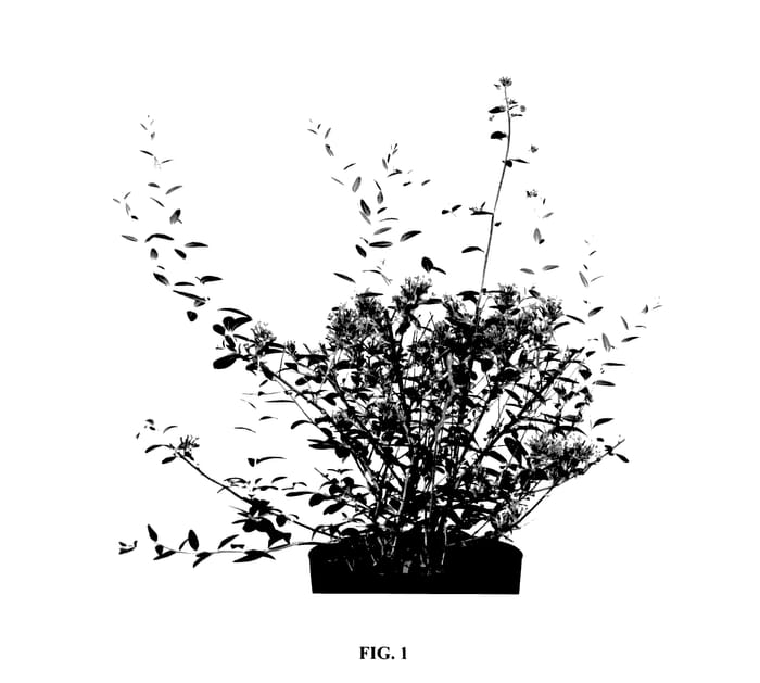 Figure 1 of US plant patent PP27934, the photograph of Pmoore12 printed in the patent.