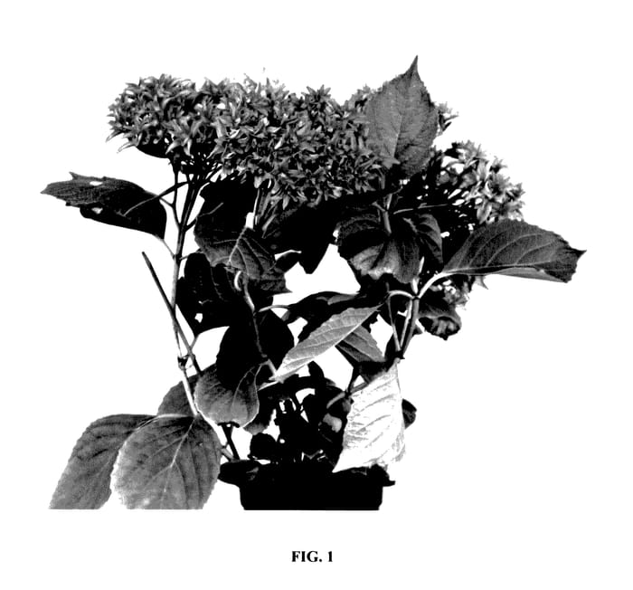 Figure 1 of US plant patent PP27935, the photograph of H21-3 printed in the patent.