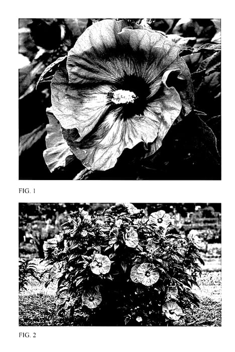 Figure 1 of US plant patent PP27936, the photograph of Berry Awesome printed in the patent.