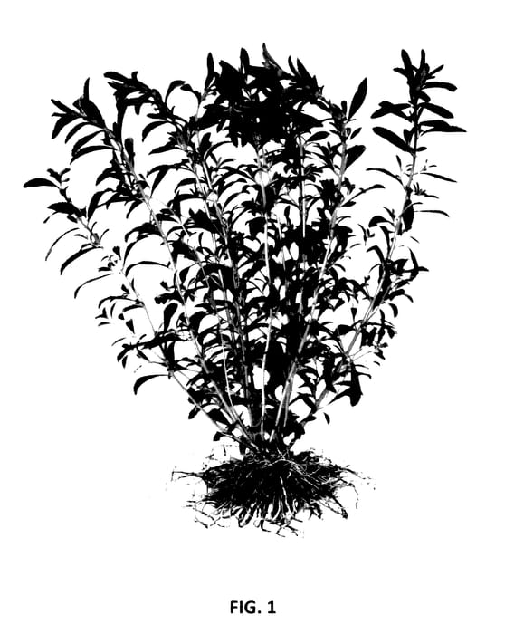 Figure 1 of US plant patent PP27937, the photograph of SW 107 printed in the patent.