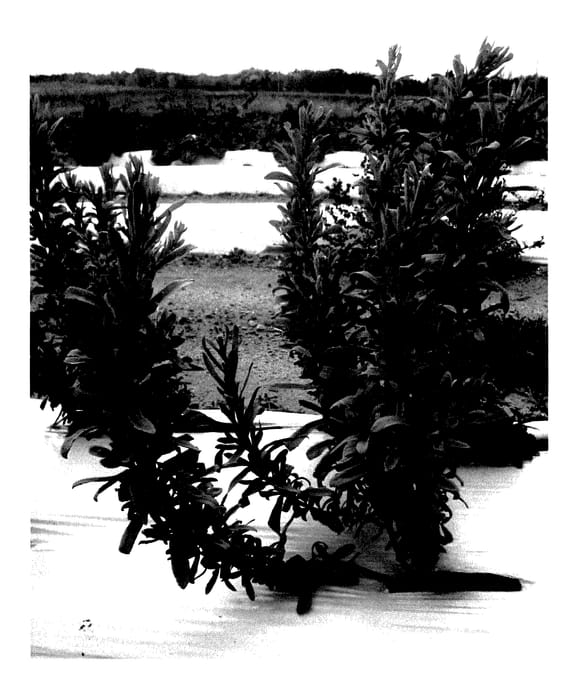 Figure 1 of US plant patent PP27938, the photograph of 12-05-144 printed in the patent.