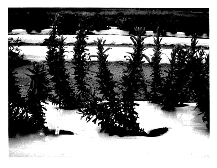 Figure 1 of US plant patent PP27939, the photograph of 12-05-149 printed in the patent.