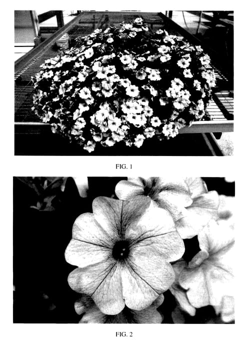 Figure 1 of US plant patent PP27941, the photograph of SAKPXC014 printed in the patent.