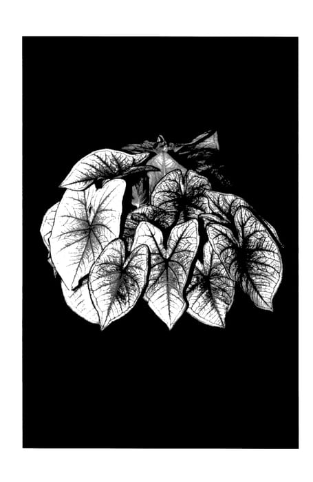 Figure 1 of US plant patent PP27942, the photograph of Southern Charm printed in the patent.