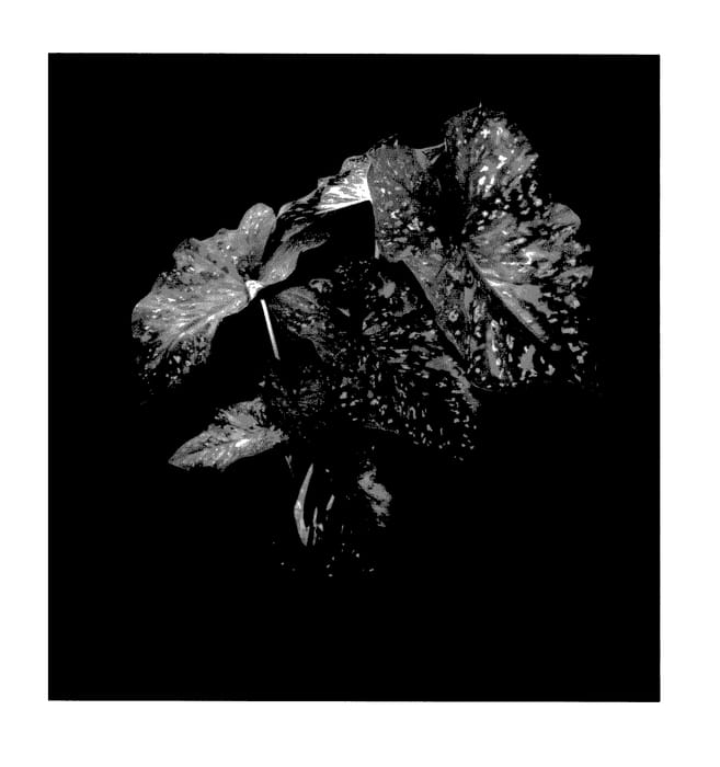 Figure 1 of US plant patent PP27943, the photograph of Freckles printed in the patent.