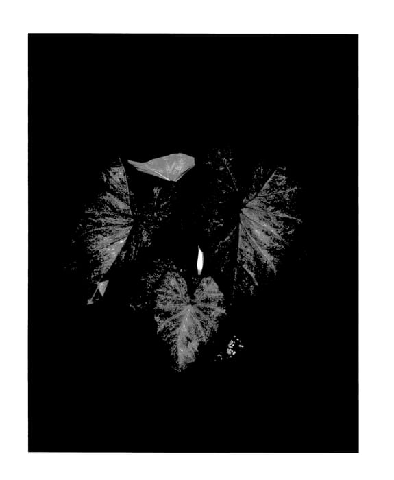 Figure 1 of US plant patent PP27945, the photograph of Posy Pink printed in the patent.