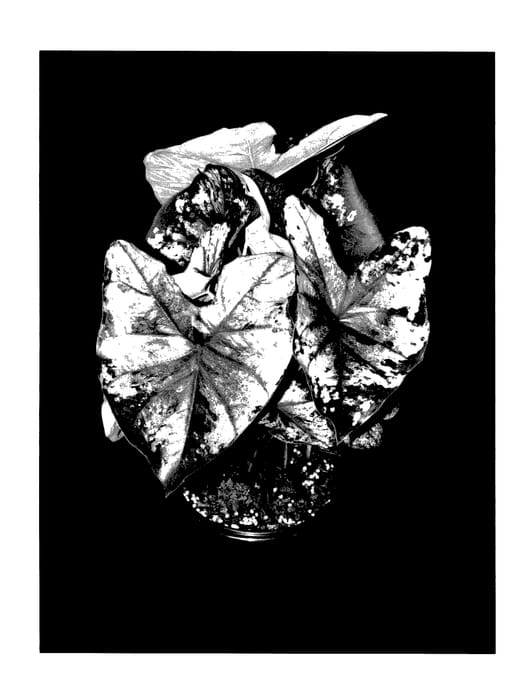 Figure 1 of US plant patent PP27946, the photograph of Flatter Me printed in the patent.