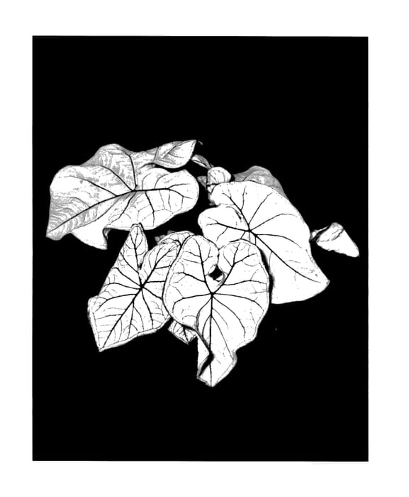 Figure 1 of US plant patent PP27947, the photograph of Allure printed in the patent.