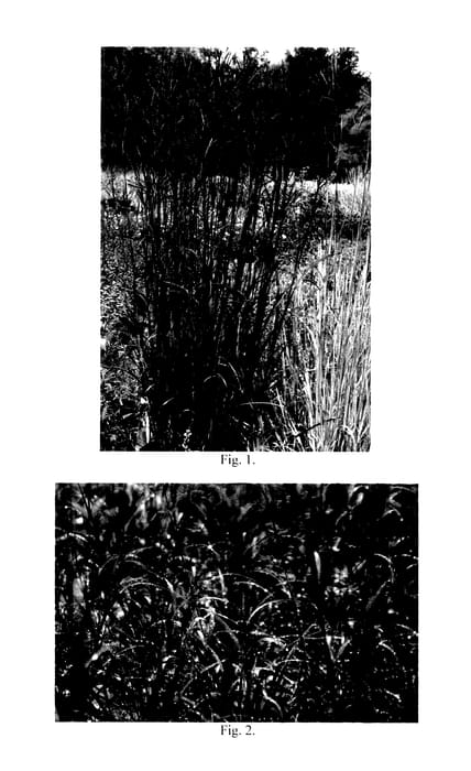 Figure 1 of US plant patent PP27949, the photograph of Blackhawks printed in the patent.