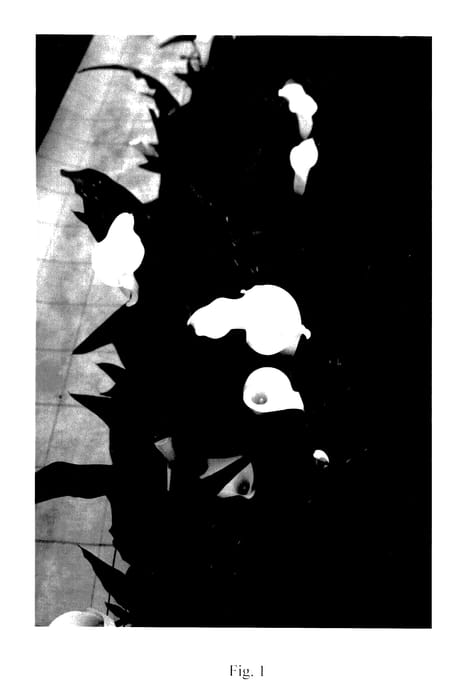 Figure 1 of US plant patent PP27950, the photograph of Siberia printed in the patent.