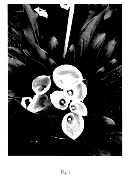 Figure 1 of US plant patent PP27951, the photograph of Forever printed in the patent.