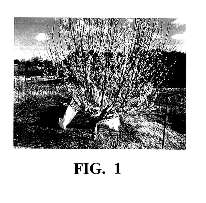 Figure 1 of US plant patent PP27952, the photograph of Sam 1 printed in the patent.