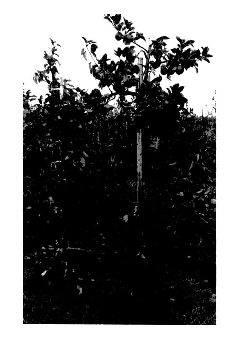 Figure 1 of US plant patent PP27953, the photograph of WUR200 printed in the patent.