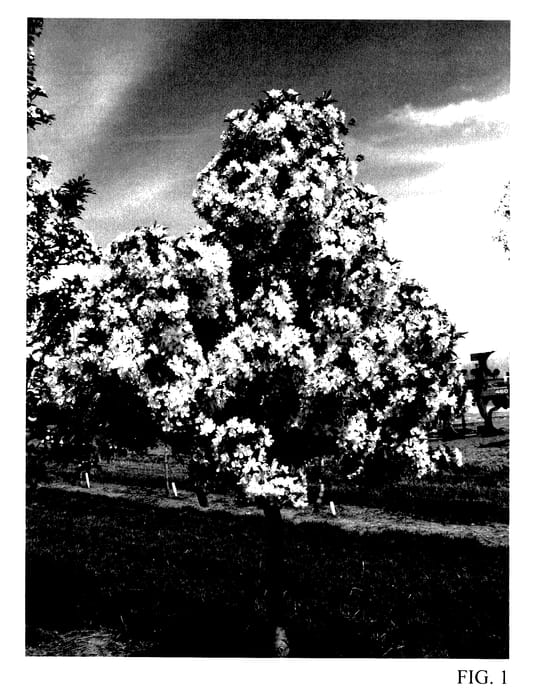 Figure 1 of US plant patent PP27954, the photograph of JFS-KW207 printed in the patent.