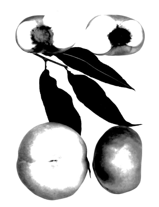 Figure 1 of US plant patent PP27955, the photograph of Sauzee Giant printed in the patent.