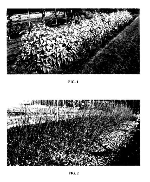 Figure 1 of US plant patent PP27956, the photograph of Byboughen printed in the patent.