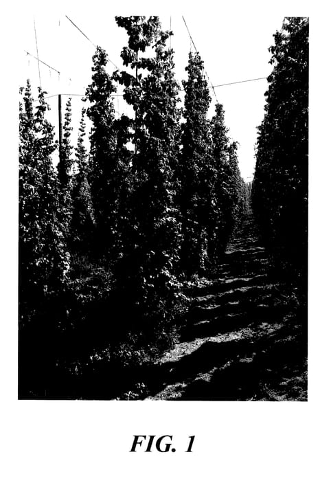 Figure 1 of US plant patent PP27957, the photograph of ADHA 483 printed in the patent.