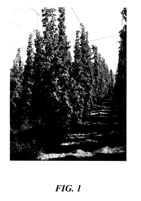 Figure 1 of US plant patent PP27958, the photograph of ADHA 881 printed in the patent.