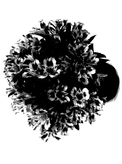 Figure 1 of US plant patent PP27960, the photograph of Koncamystic printed in the patent.