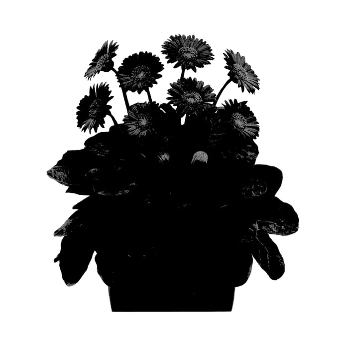 Figure 1 of US plant patent PP27961, the photograph of Garkendall printed in the patent.