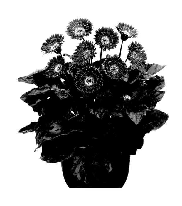 Figure 1 of US plant patent PP27962, the photograph of Garsurprise printed in the patent.