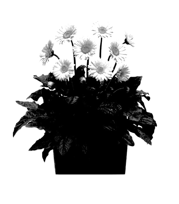 Figure 1 of US plant patent PP27963, the photograph of Garsmile printed in the patent.