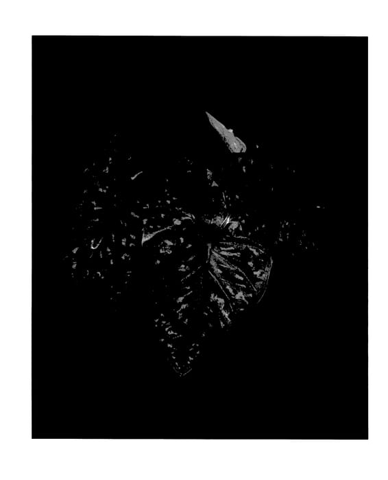Figure 1 of US plant patent PP27964, the photograph of RFL 2317-114 printed in the patent.