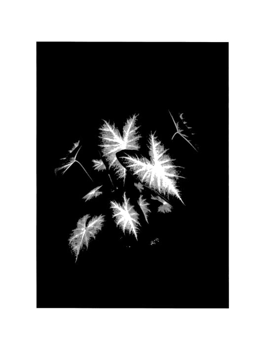 Figure 1 of US plant patent PP27965, the photograph of Water's Edge printed in the patent.