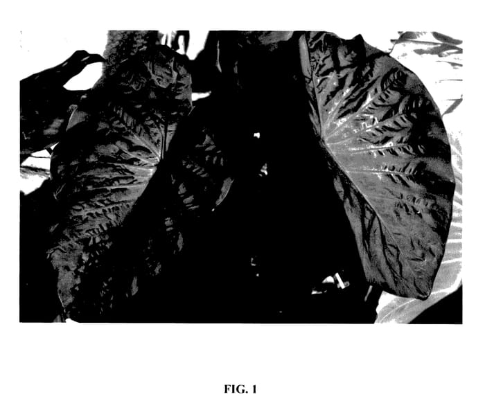 Figure 1 of US plant patent PP27966, the photograph of Black Sapphire Gecko printed in the patent.
