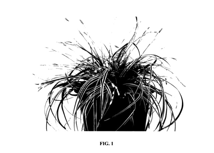 Figure 1 of US plant patent PP27967, the photograph of Ficre printed in the patent.