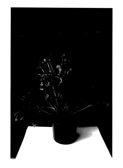 Figure 1 of US plant patent PP27968, the photograph of JHE00091 printed in the patent.