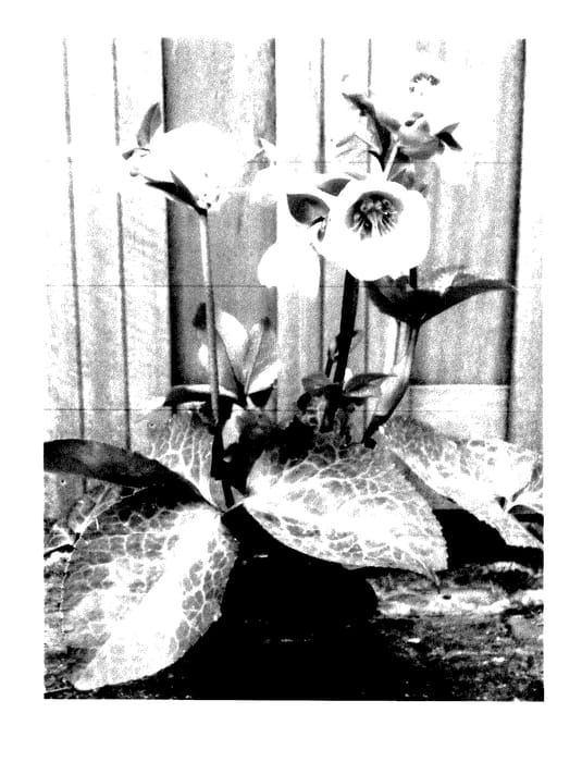 Figure 1 of US plant patent PP27969, the photograph of EPB 20 printed in the patent.