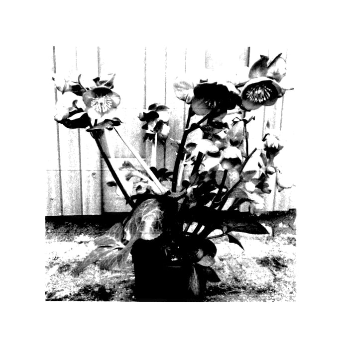 Figure 1 of US plant patent PP27970, the photograph of EPB 30 printed in the patent.
